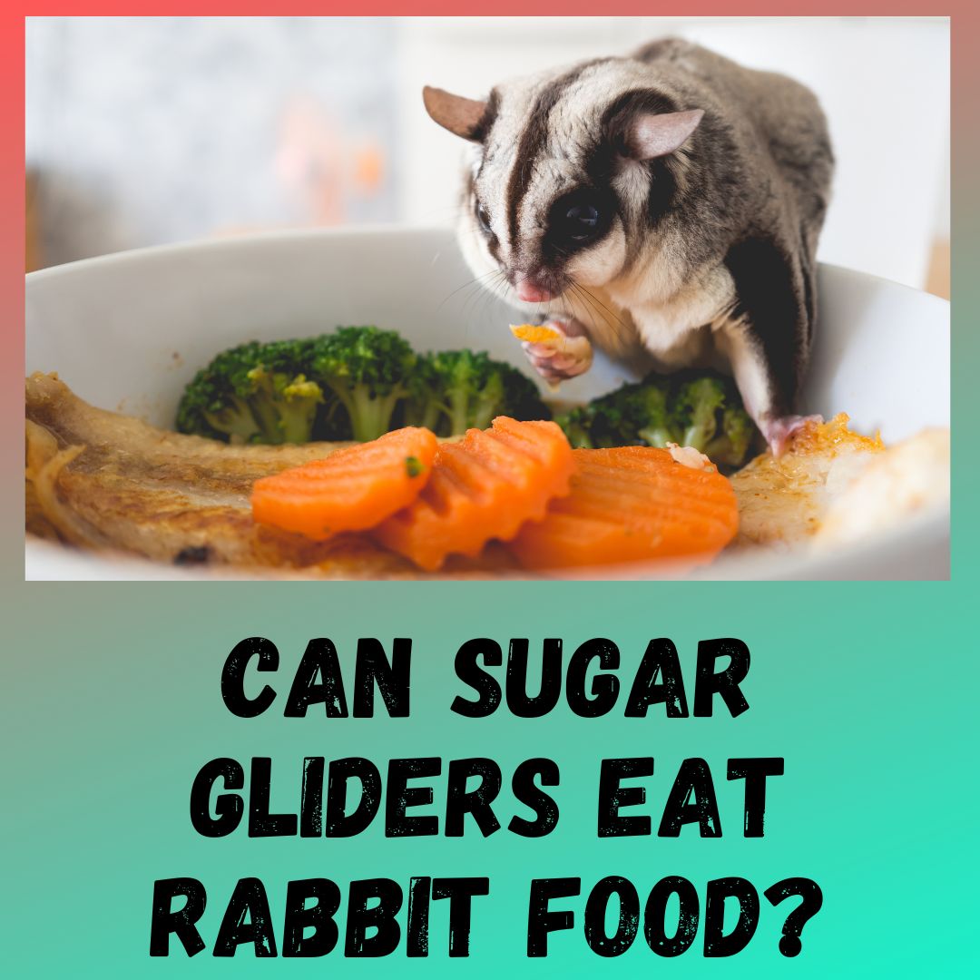 Can Sugar Gliders Eat Rabbit Food?