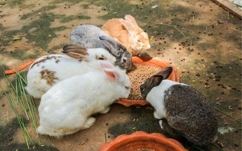 Can Sugar Gliders Eat Rabbit Food?