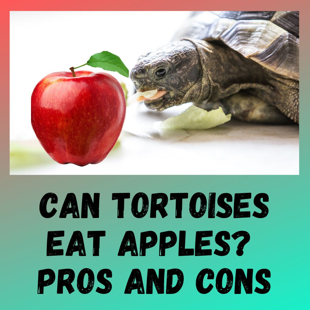 Can Tortoise Eat Apples? [ 4 BENEFITS]