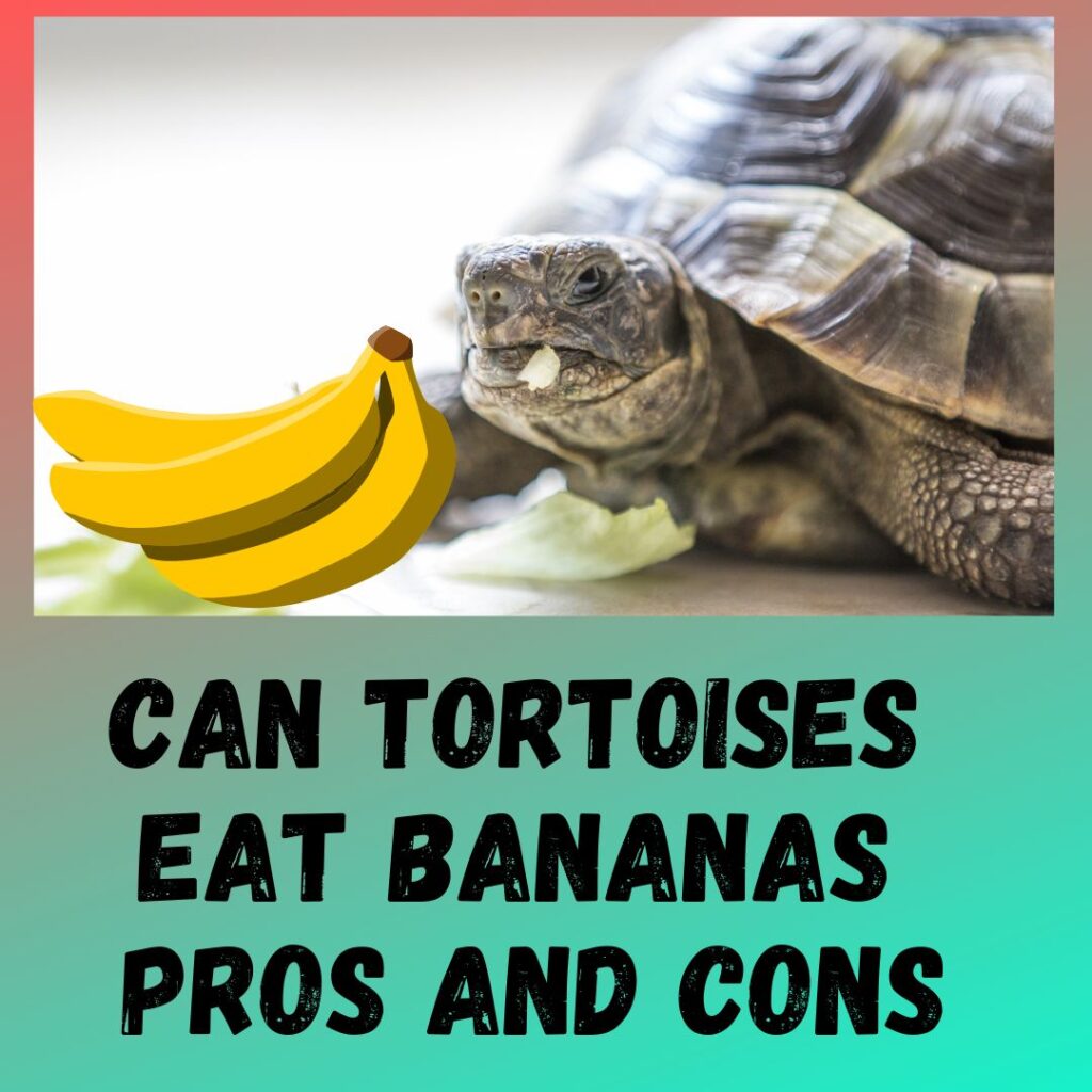 Can Tortoises Eat Bananas?