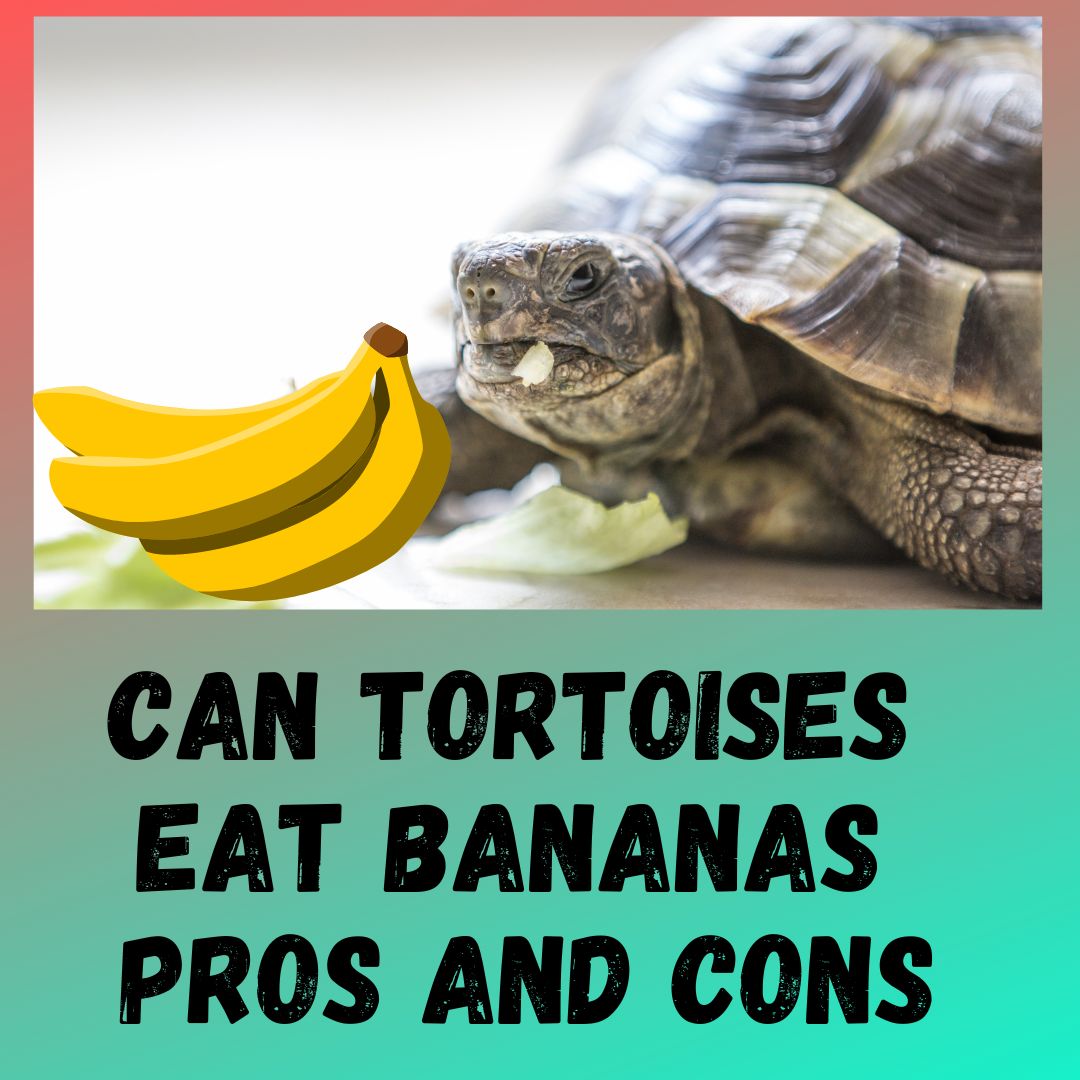 Can Tortoises Eat Bananas? [And the Peel]