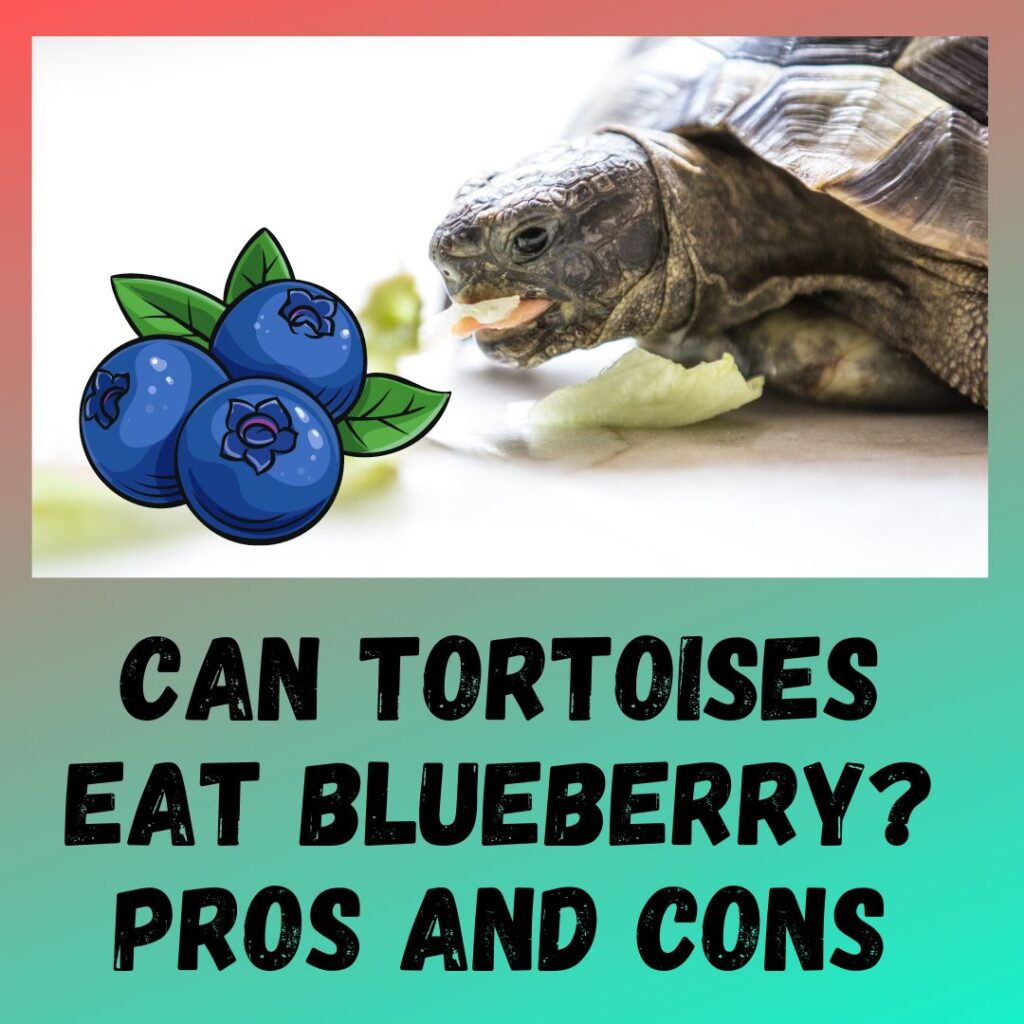 Can Tortoises Eat Blueberries? [5 BENEFITS]