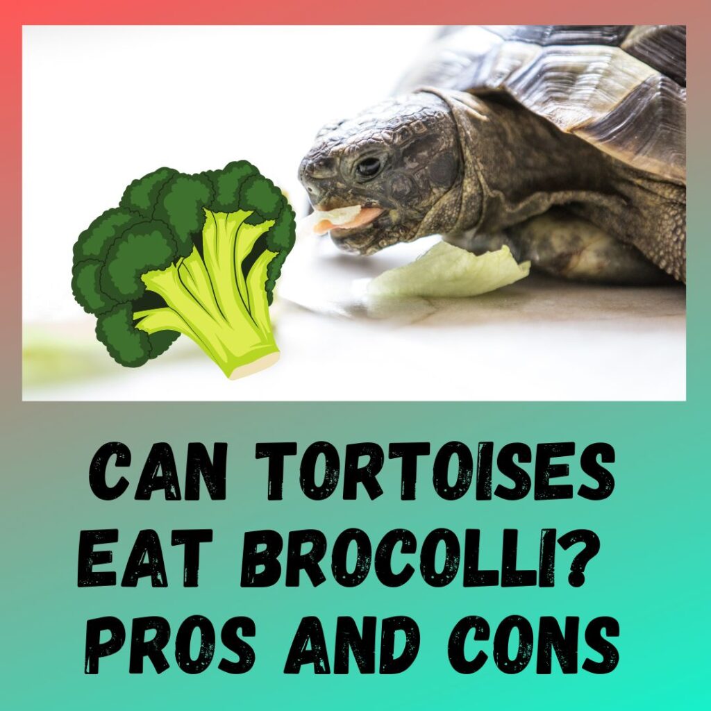 Can Tortoises Eat Broccoli