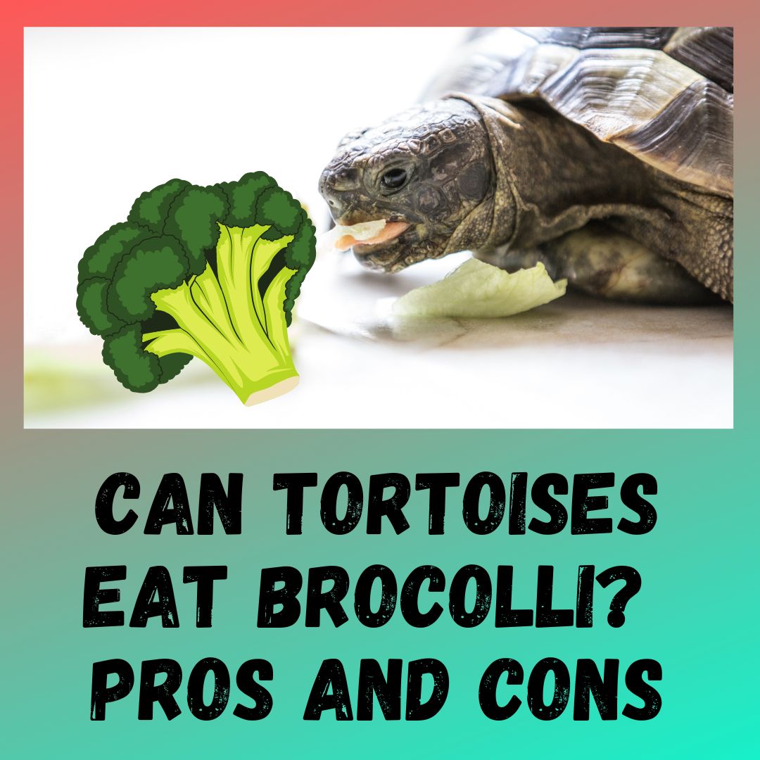 Can Tortoises Eat Broccoli? [How Often Should They Eat]