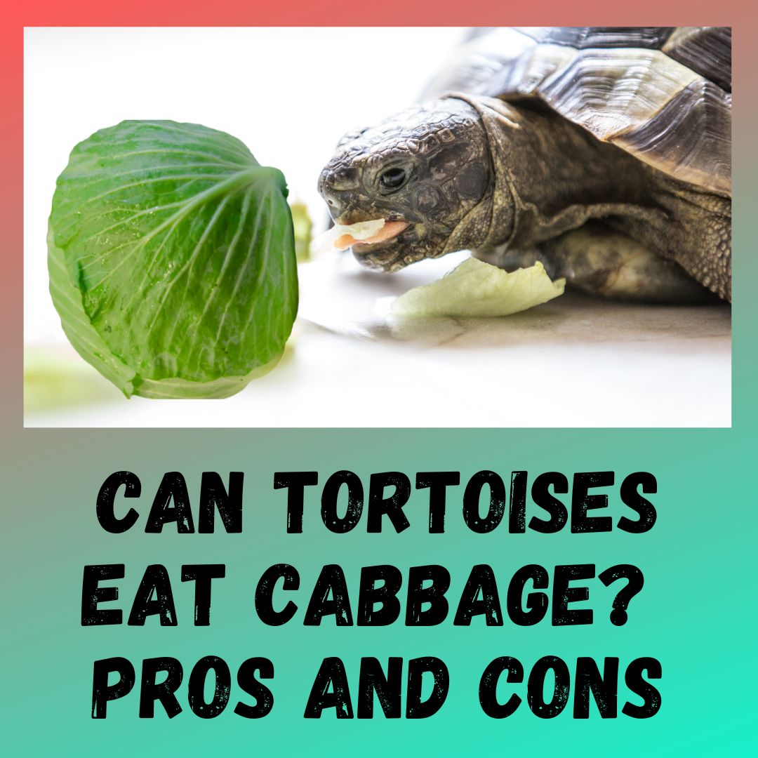 Can Tortoises Eat Cabbage? [4 BENEFITS]