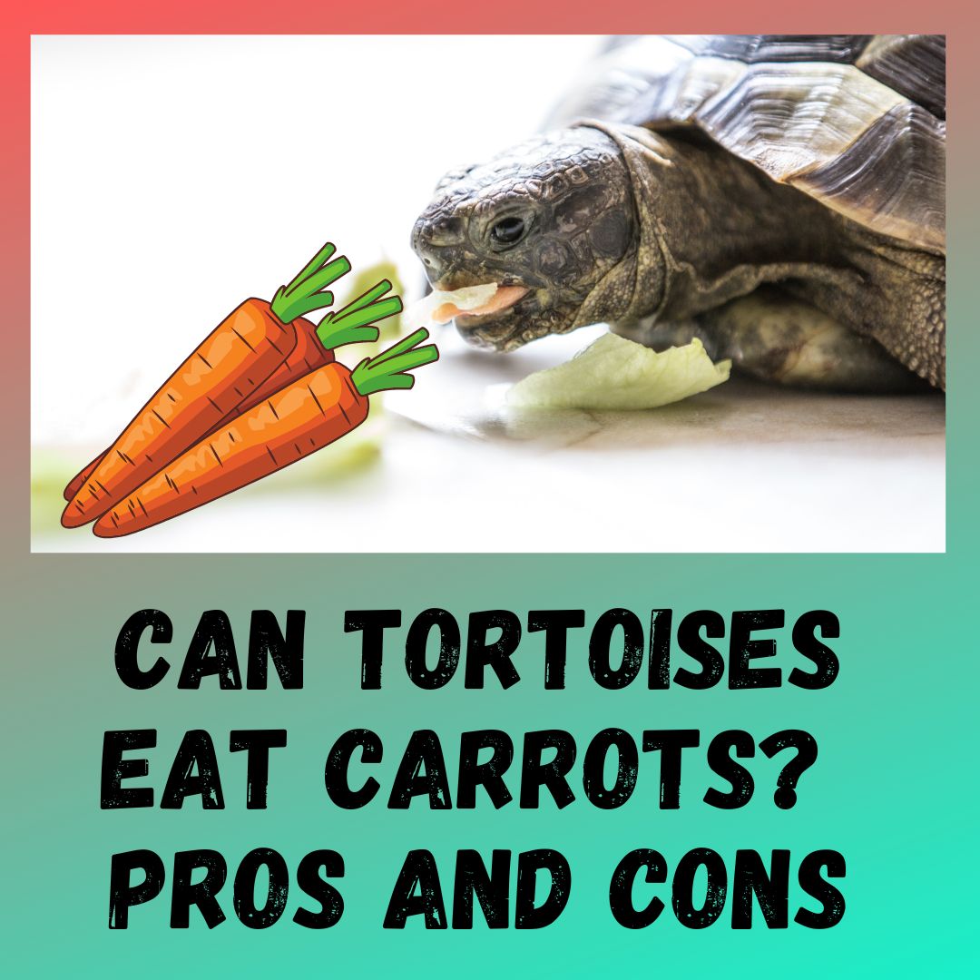 Can Tortoises Eat Carrots? [What About Carrot Tops]