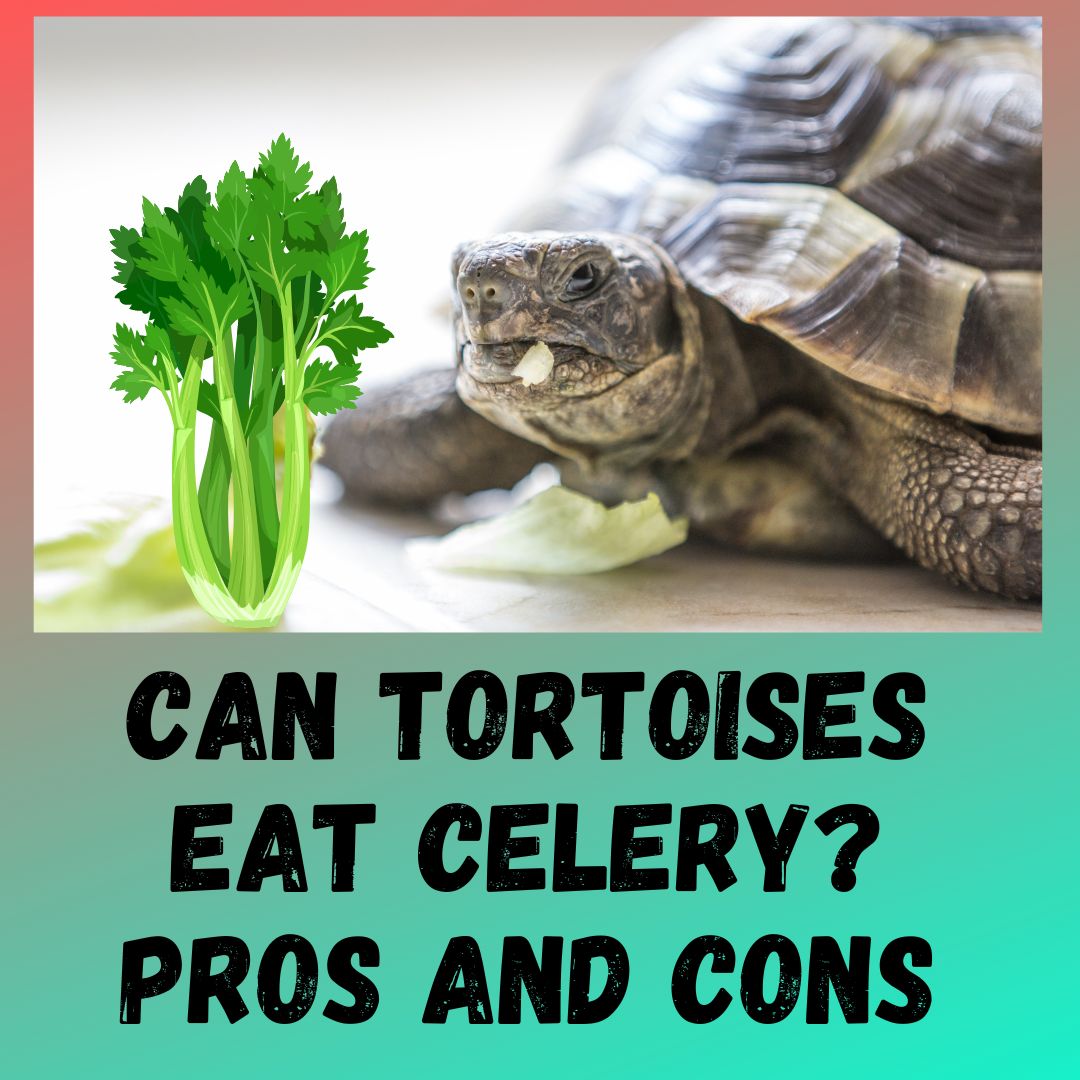 Can Tortoises Eat Celery