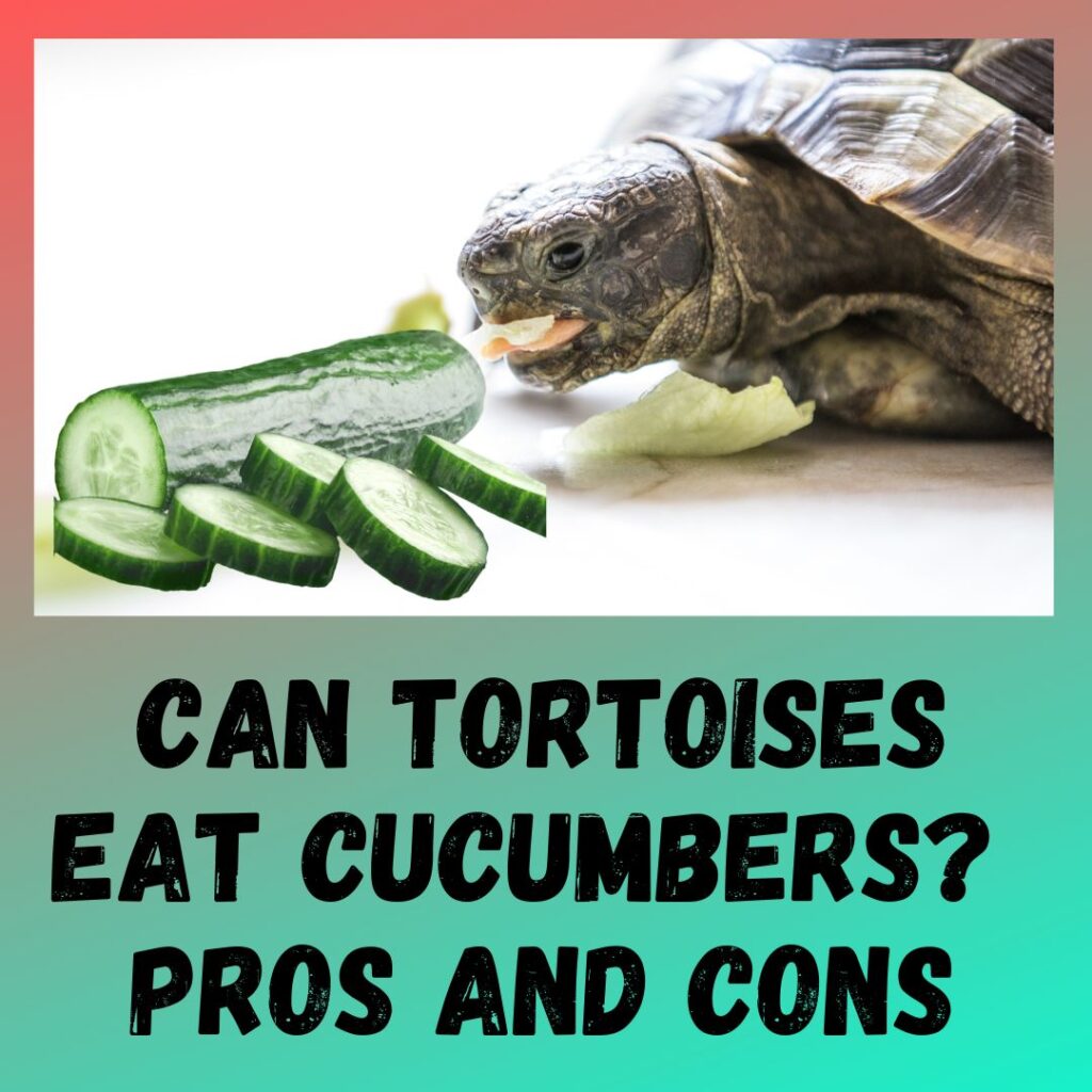 Can Tortoises Eat Cucumbers