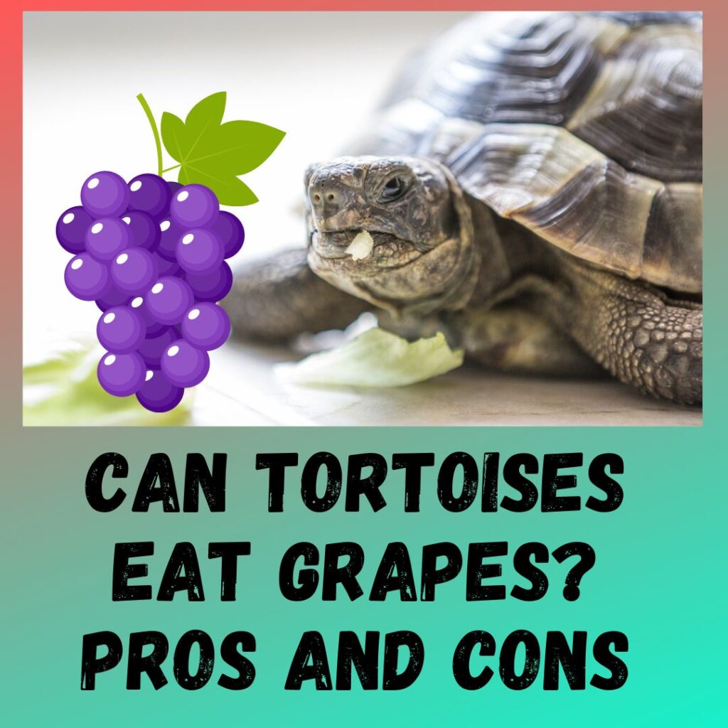 Can Tortoises Eat Grapes [3 BENEFITS]