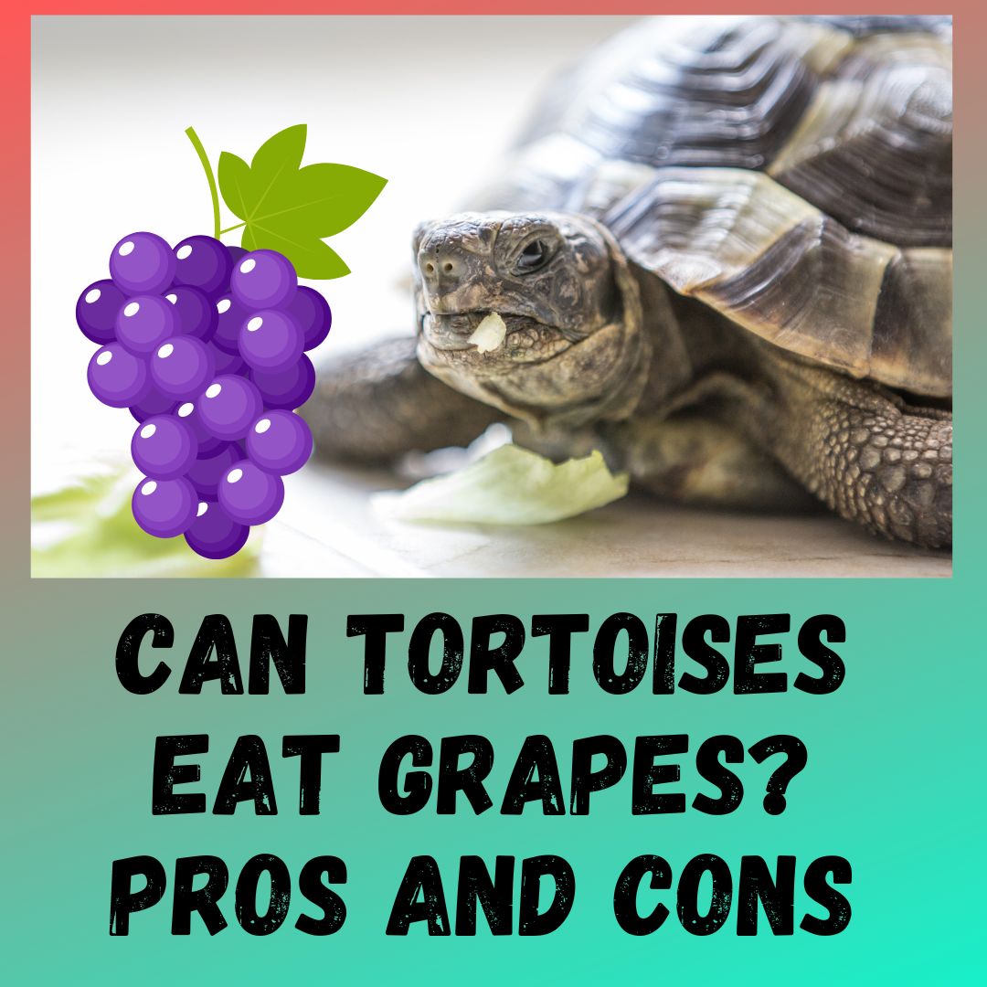 Can Tortoises Eat Grapes? [3 BENEFITS]