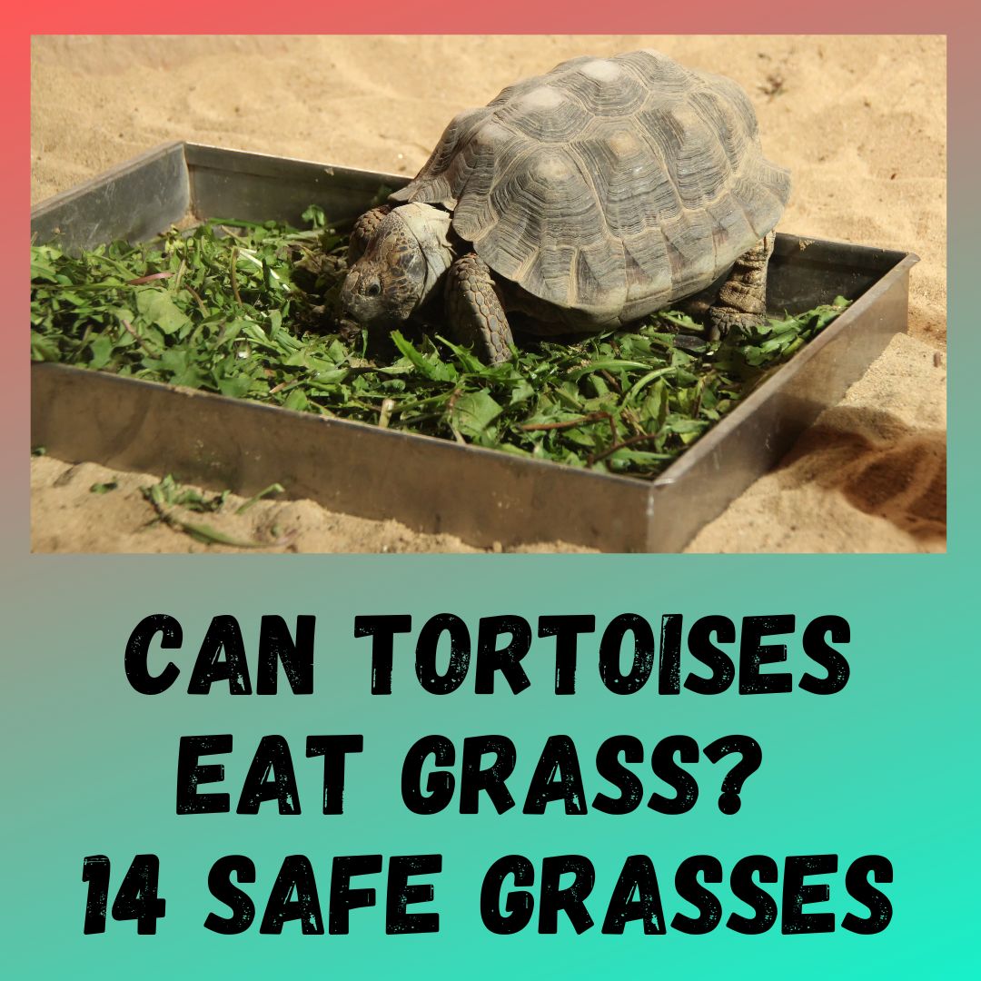 Can Tortoises Eat Grass? [14 Tortoise Safe Grasses]