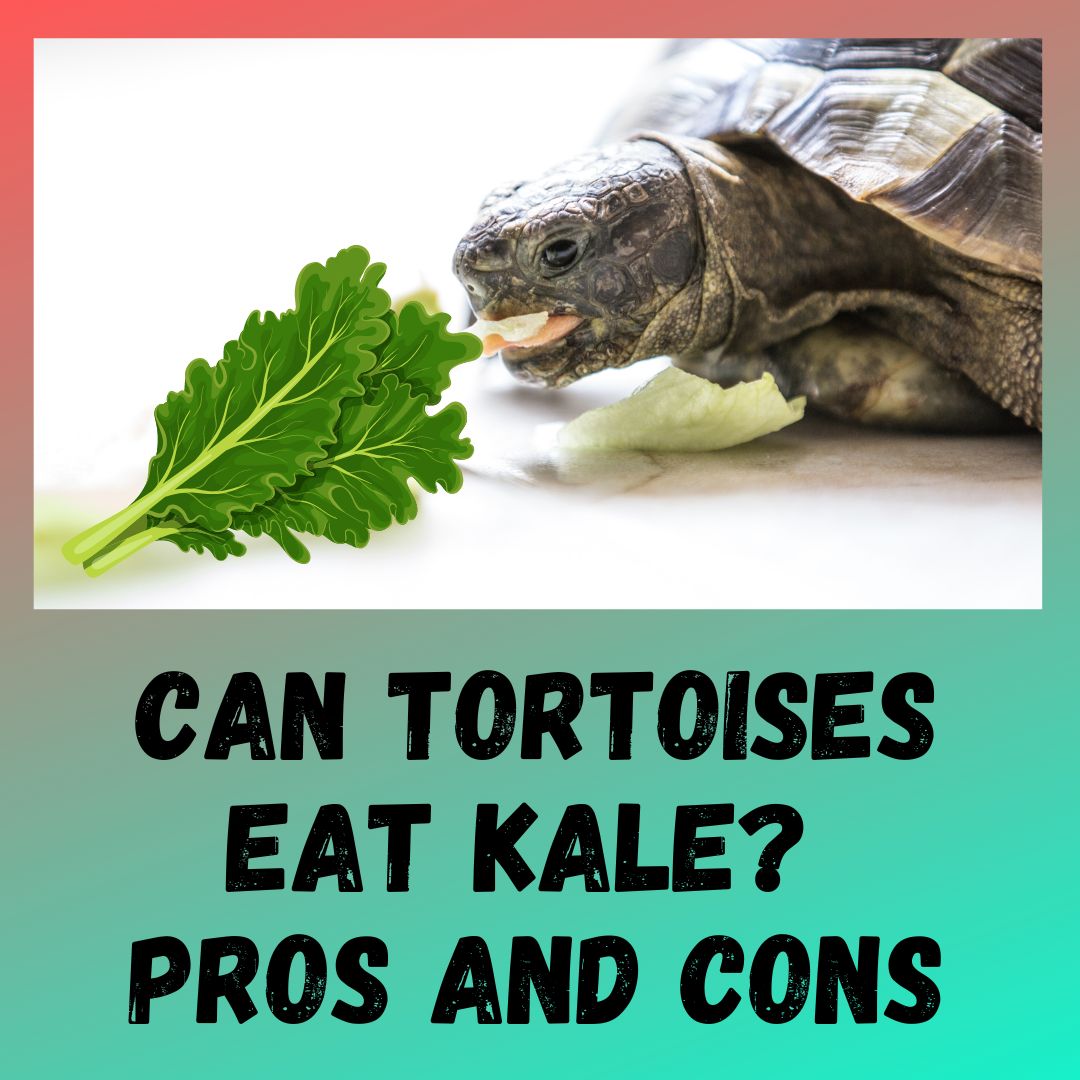 Can Tortoises Eat Kale? [3 BENEFITS & RISKS]
