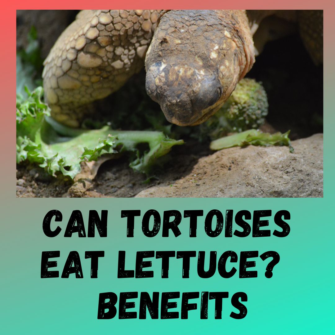 Can Tortoises Eat All Lettuce?!! [3 BENEFITS]