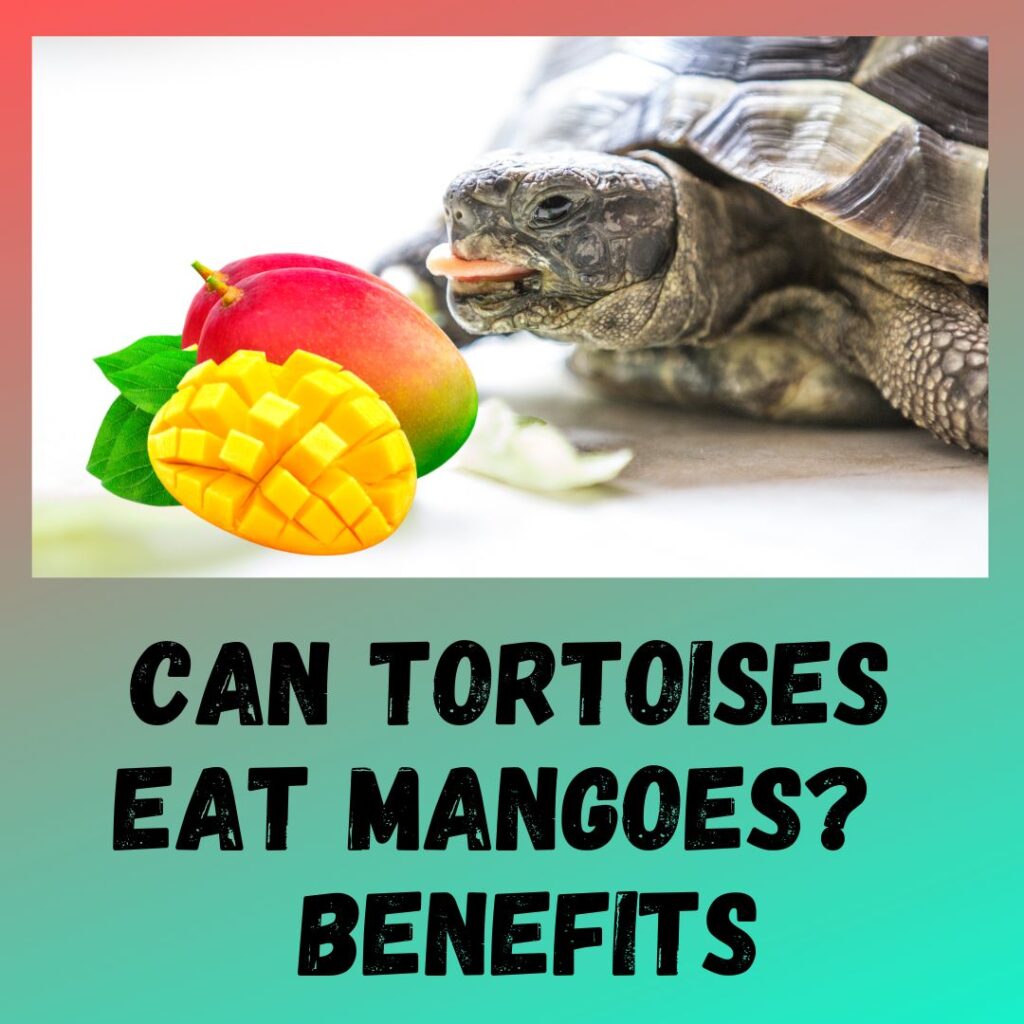 Can Tortoises Eat Mangoes