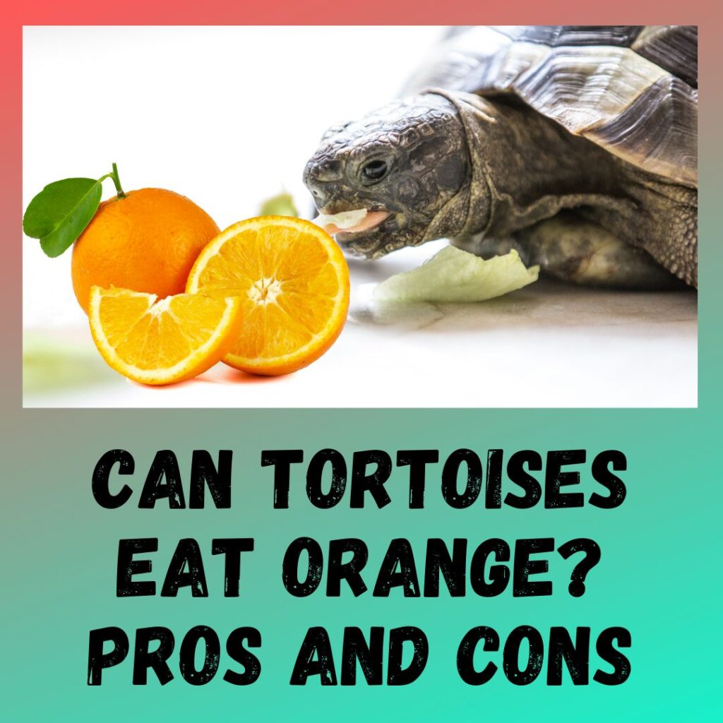 Can Tortoises Eat Orange