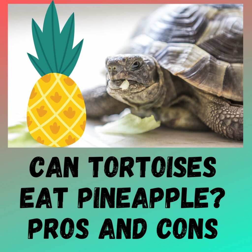 Can Tortoises Eat Pineapples