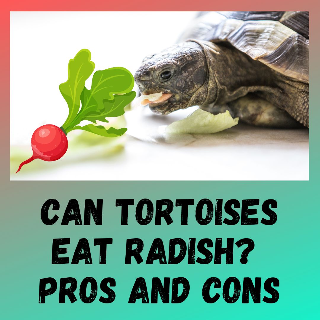 Can Tortoises Eat Radishes? [4 BENEFITS]