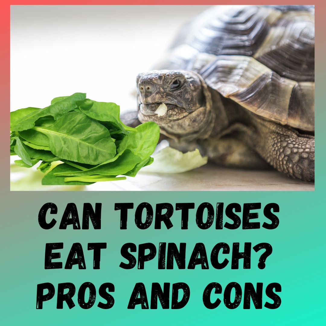 Can Tortoises Eat Spinach? [Are Oxalates In Spinach Toxic]