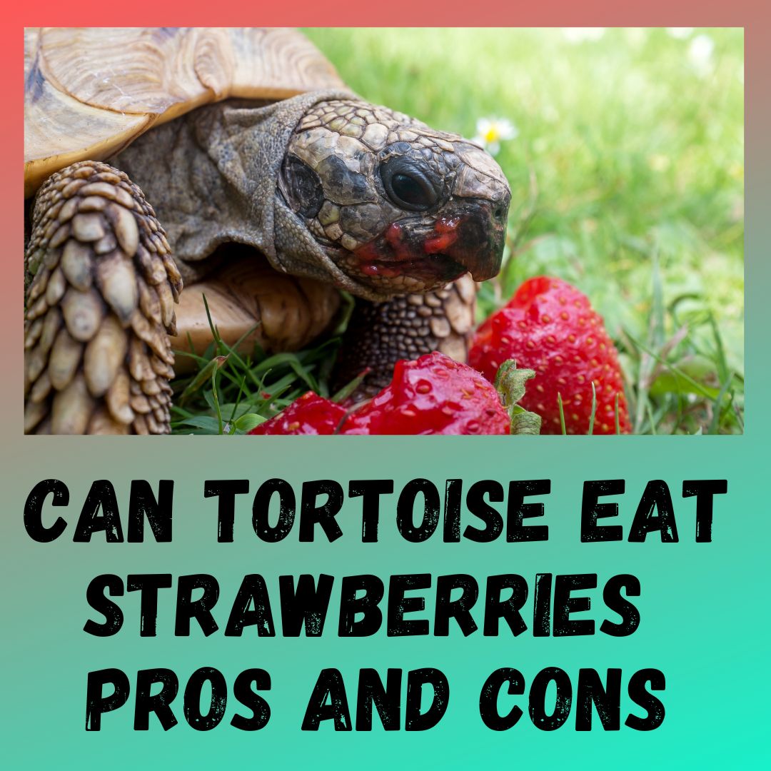 Can Tortoises Eat Strawberries? [Health Benefits]
