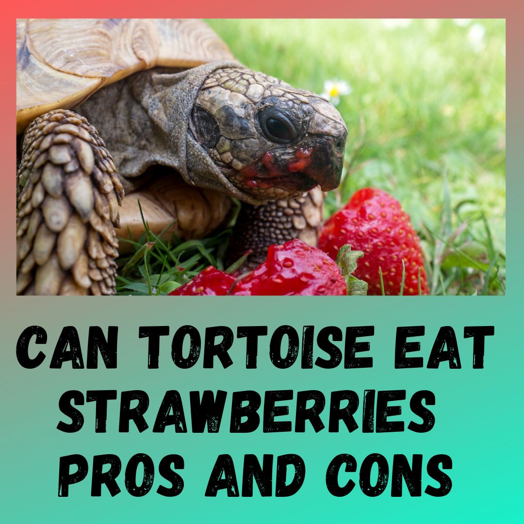 Can Tortoises Eat Strawberries