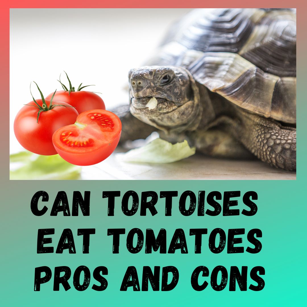 Can Tortoise Eat Tomatoes? [what About Unripe Tomatoes]