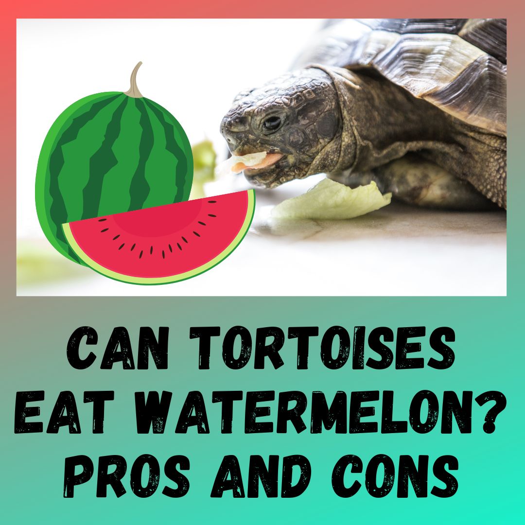 Can All Tortoises Eat Watermelon? [is It Safe For All Species]
