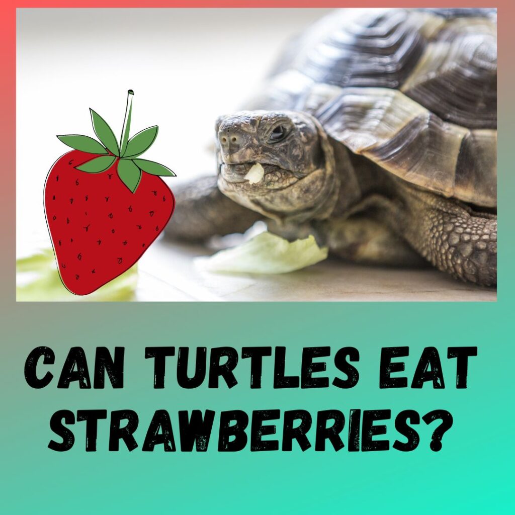 Can Turtles Eat Strawberries [Everything You Should Know]