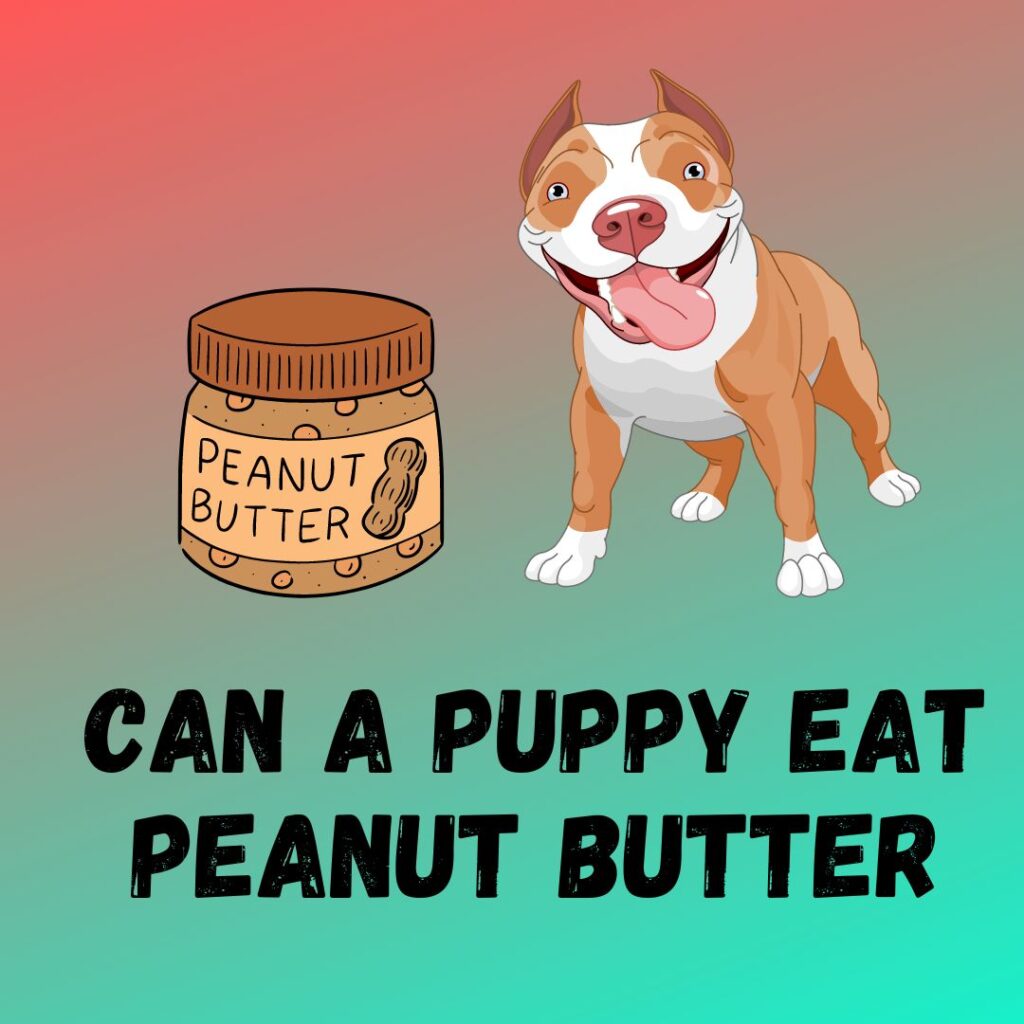 Can a Puppy Eat Peanut Butter
