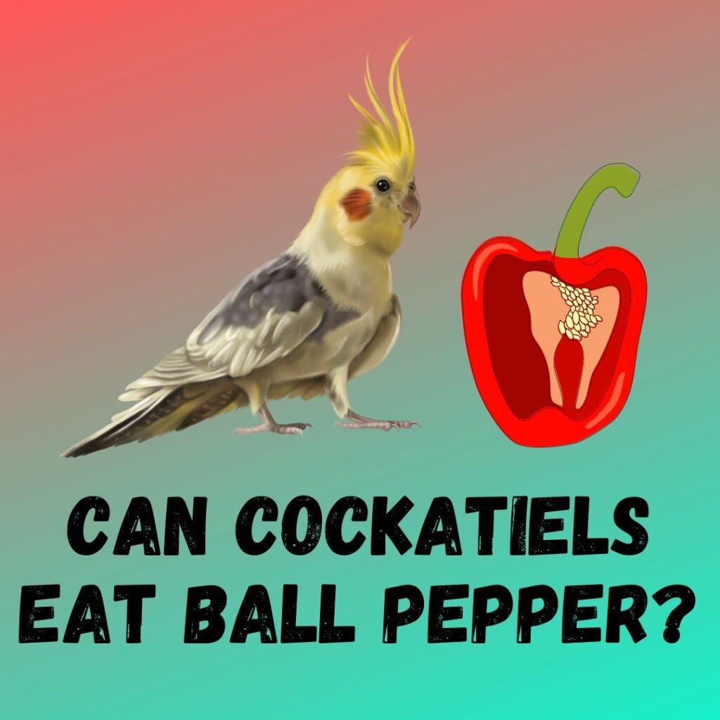 Can cockatiels eat Ball peppers