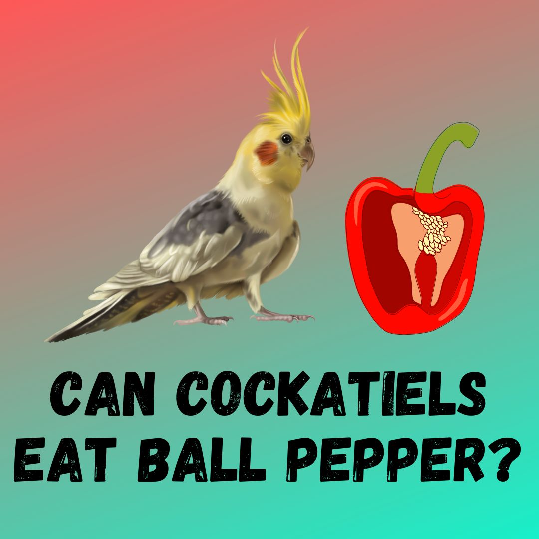 Can Cockatiels Eat Bell Peppers? [ Benefits Plus Feeding Guide]