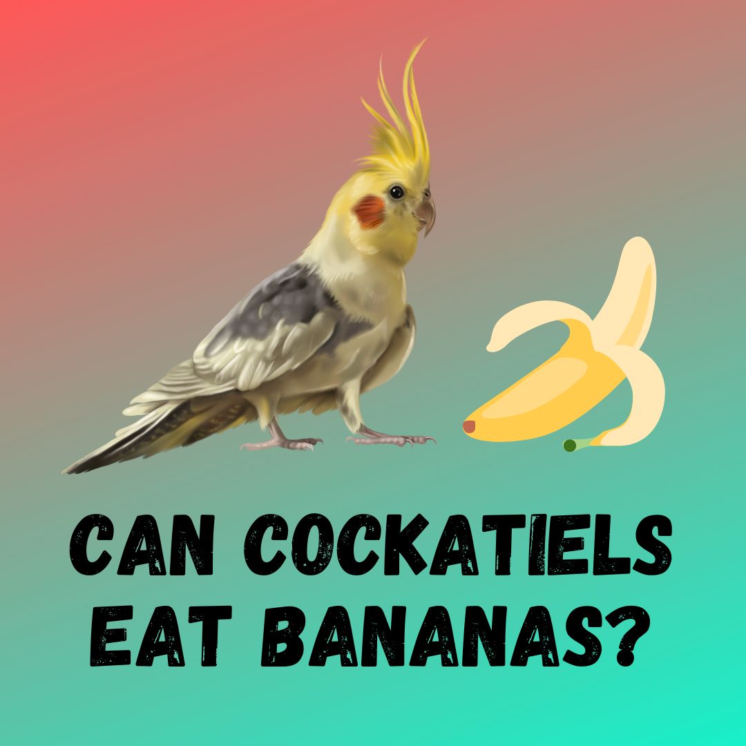 Can Cockatiels Eat Bananas? [Feeding Guide]