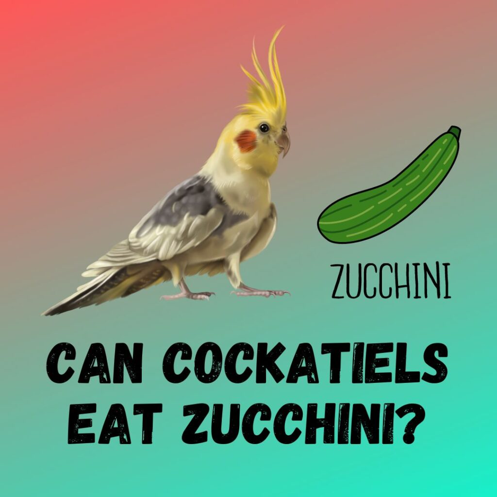 Can cockatiels eat Zucchini