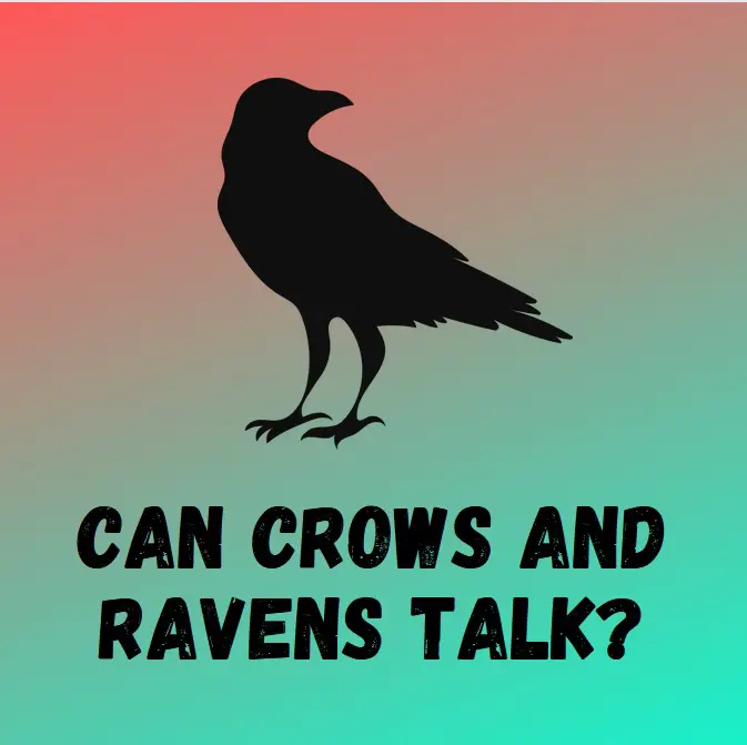 Can crows and ravens talk