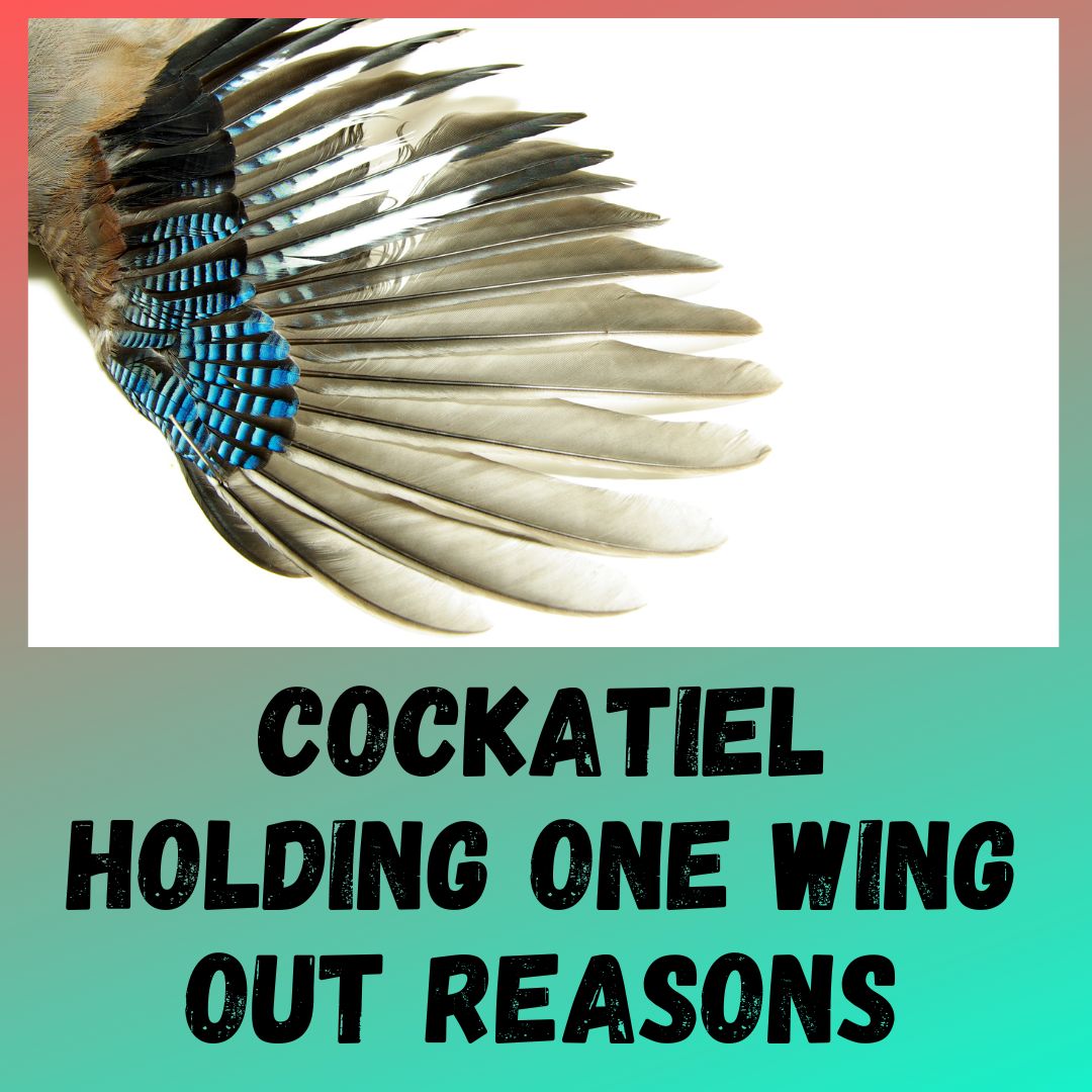Cockatiel Holding One Wing Out [4 Reasons Explained]