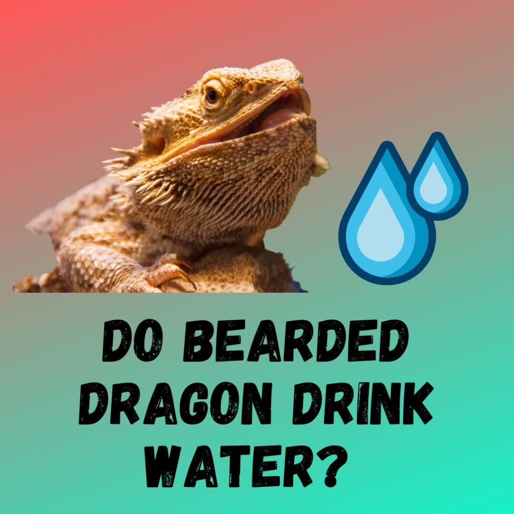 Do Bearded Dragon Drink Water