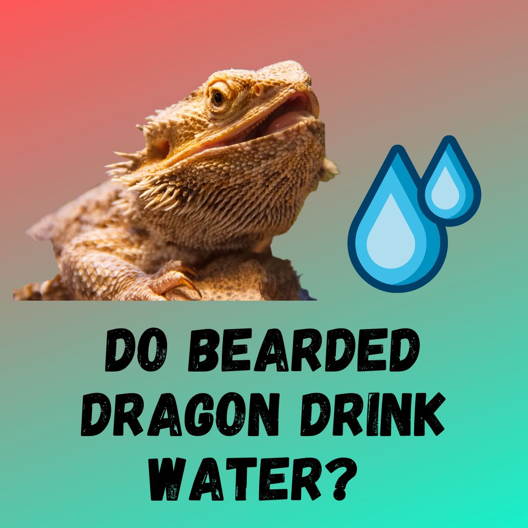 Do Bearded Dragon Drink Water? (6 Rehydration Techniques)