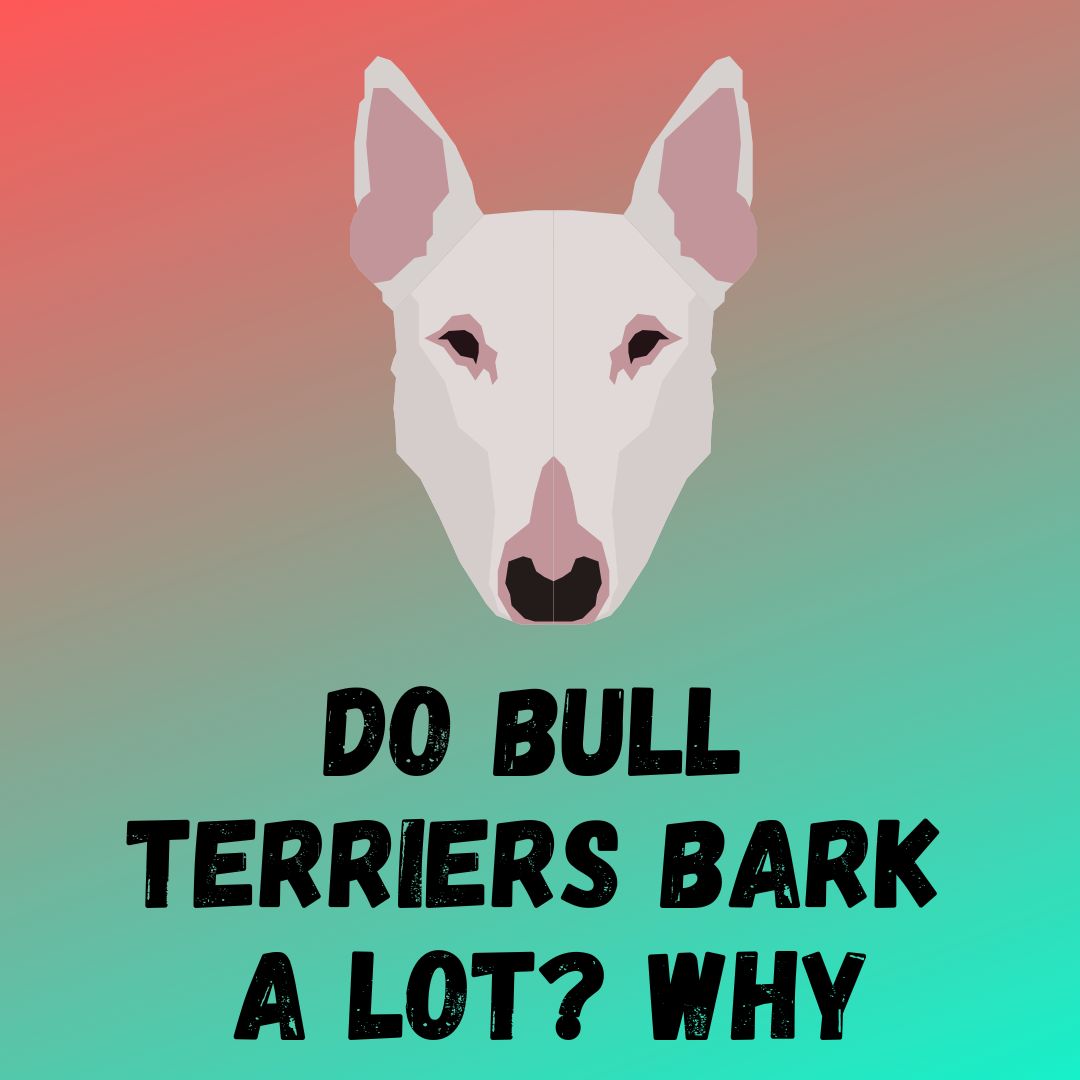 Do Bull Terriers Bark a Lot