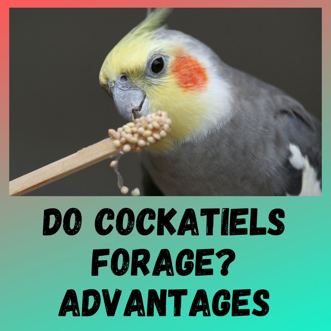Do Cockatiels Forage? [3 Advantages]