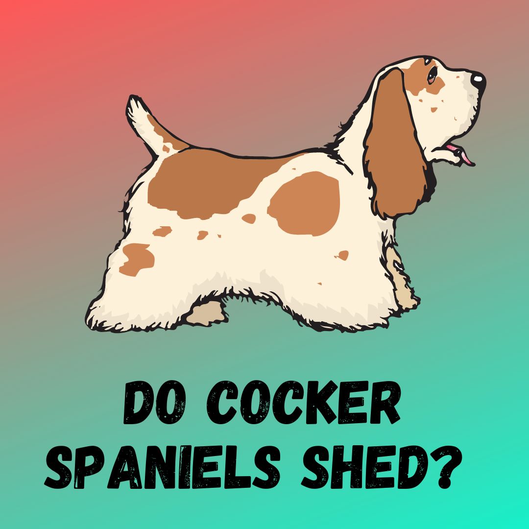 Do Cocker Spaniels Shed [American Vs English Spaniels]