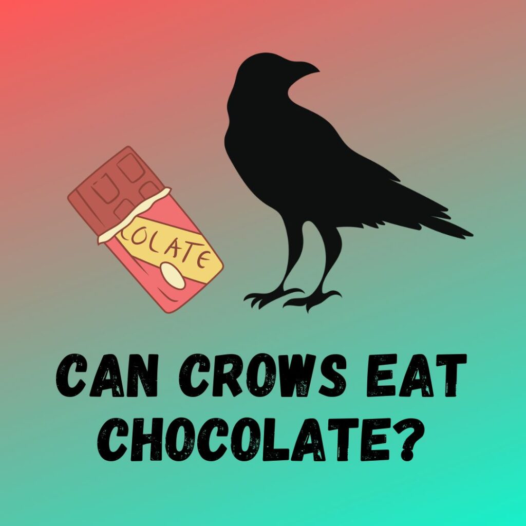 Can Crows Eat Chocolate? [Plus 10 Toxic Foods]