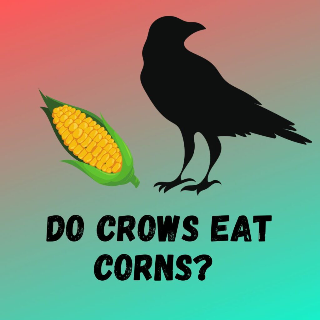 Do Crows Eat Corns
