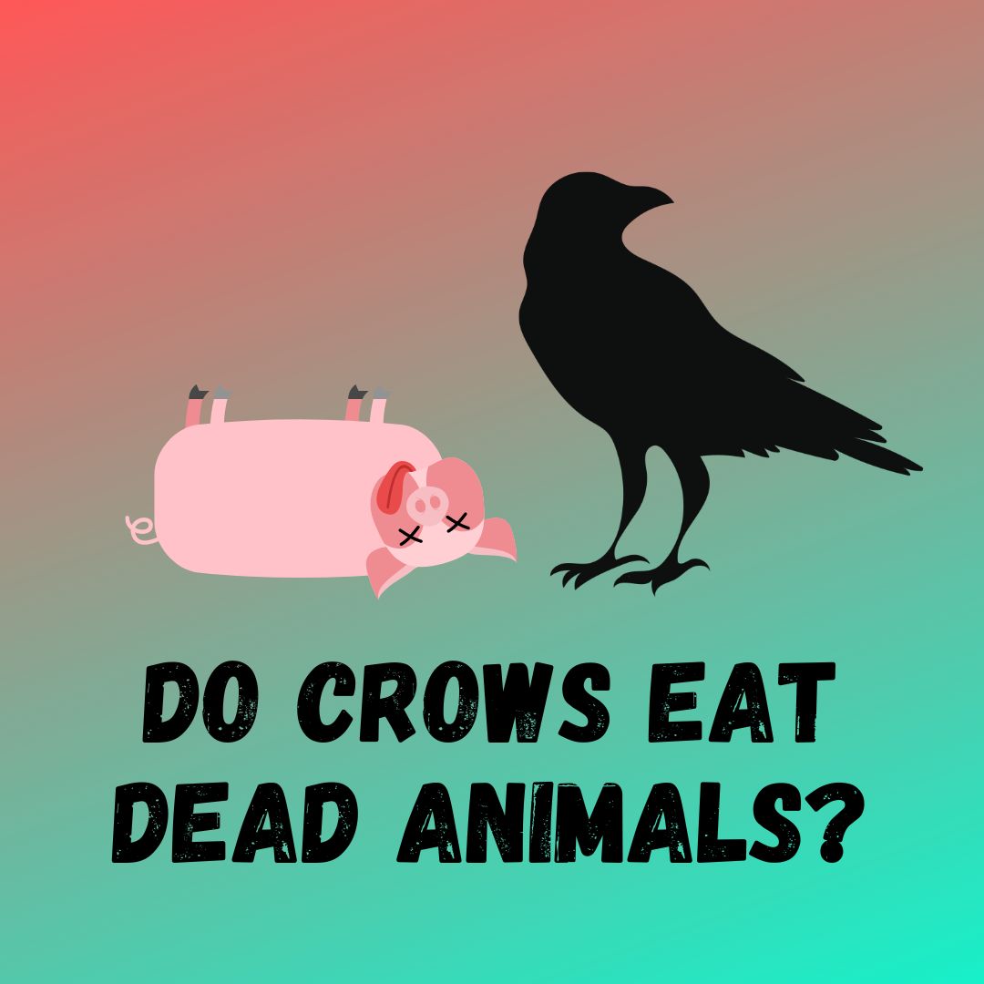 Do Crows Eat Dead Animals? are Crows Scavengers?