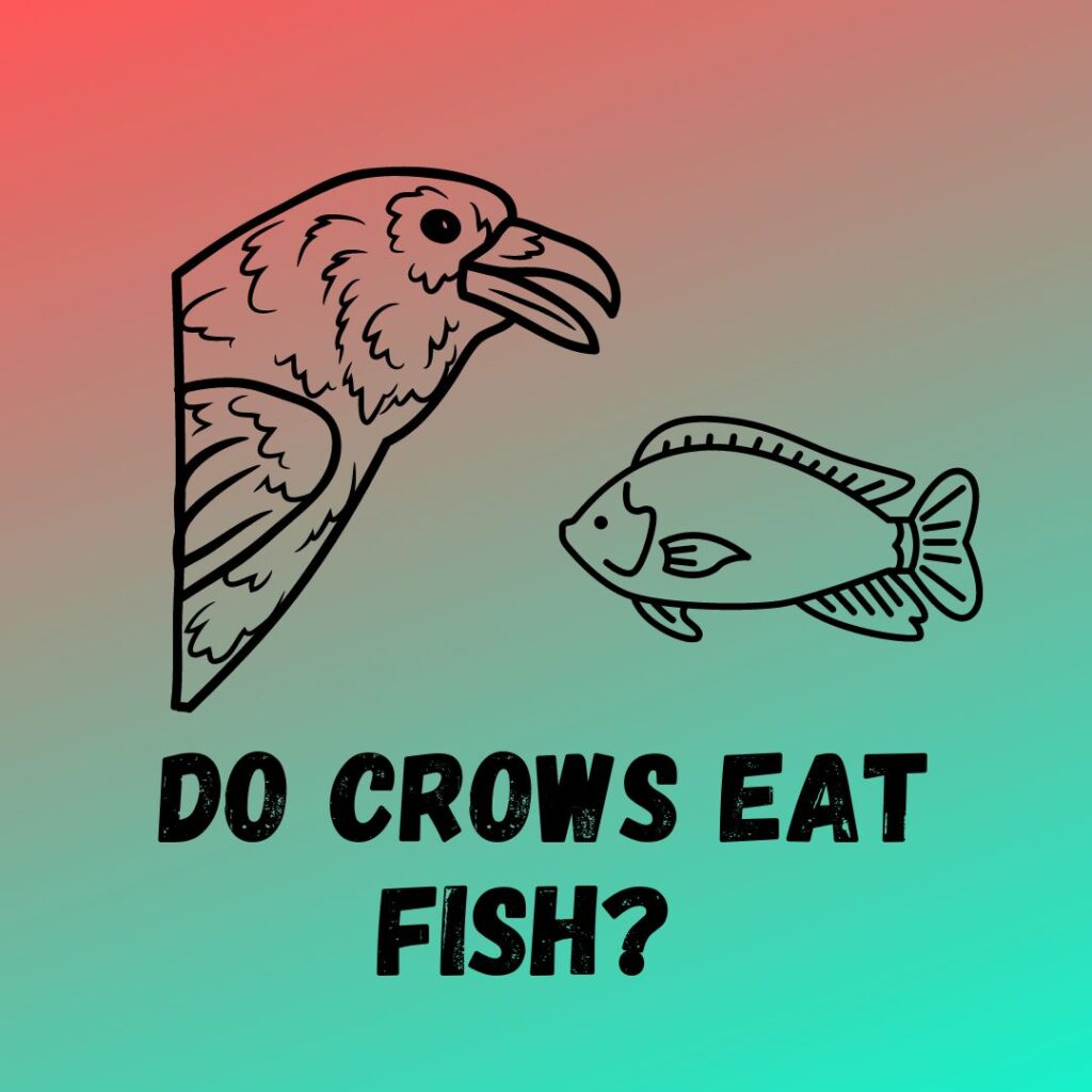 Do Crows Eat Fish