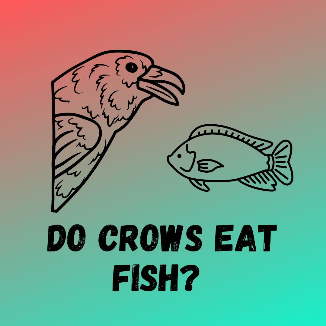 Do Crows Eat Fish? Which Fish Is safe?