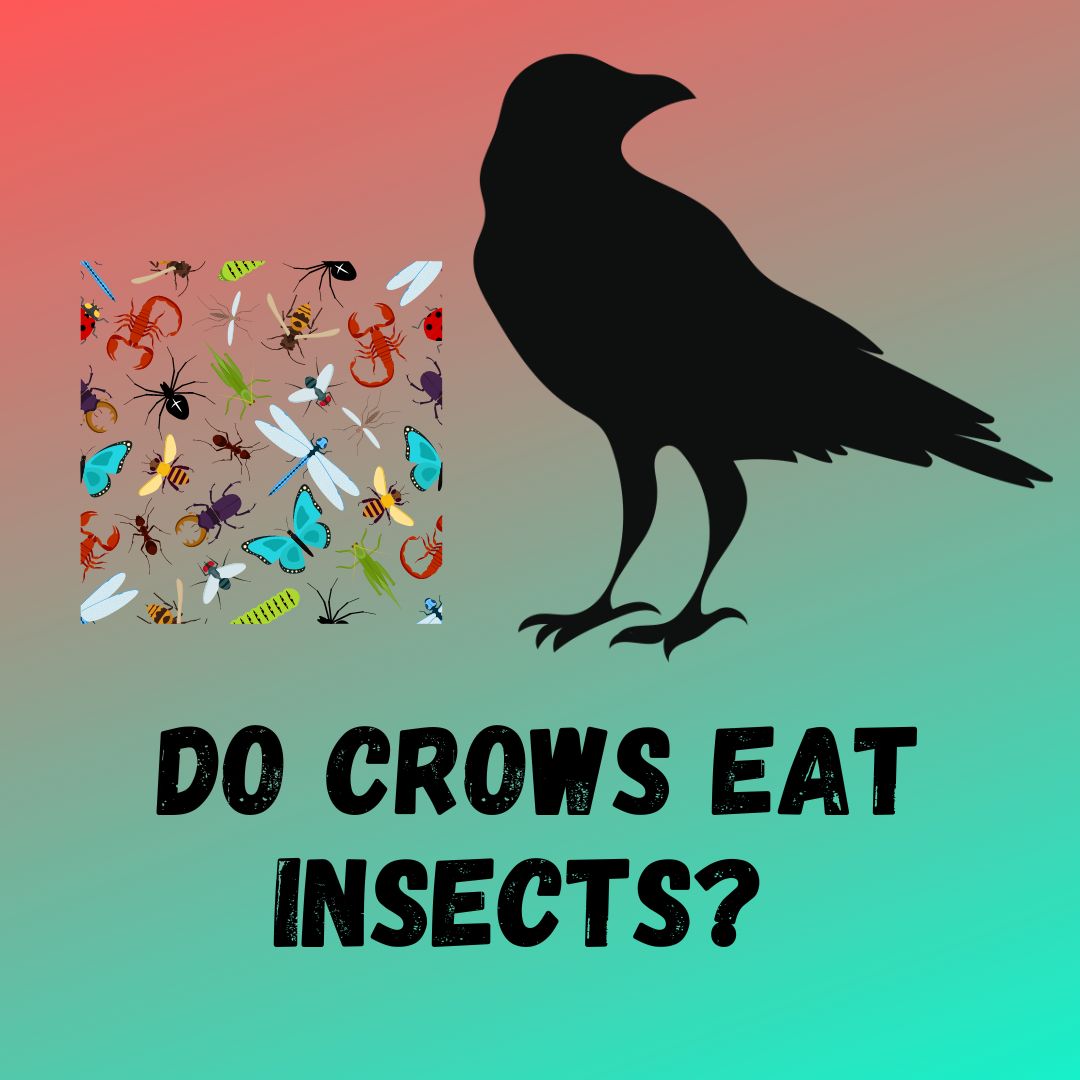 Do Crows Eat Insects? [13 Examples Of Insects They Eat]