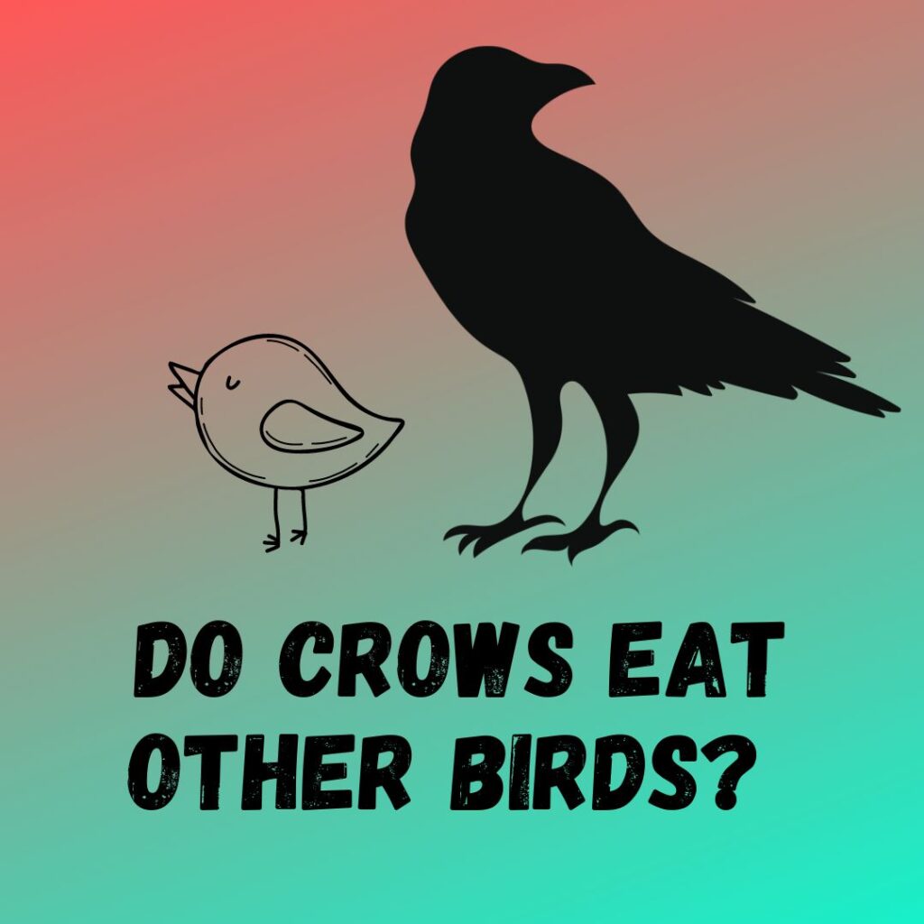 Do Crows Eat Other Birds? Crows Bird Feed List
