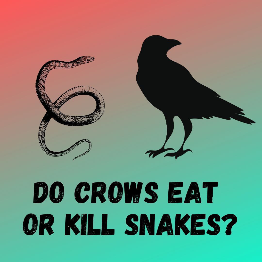 Do Crows Eat Snakes? [Can Snakes Kill Crows]