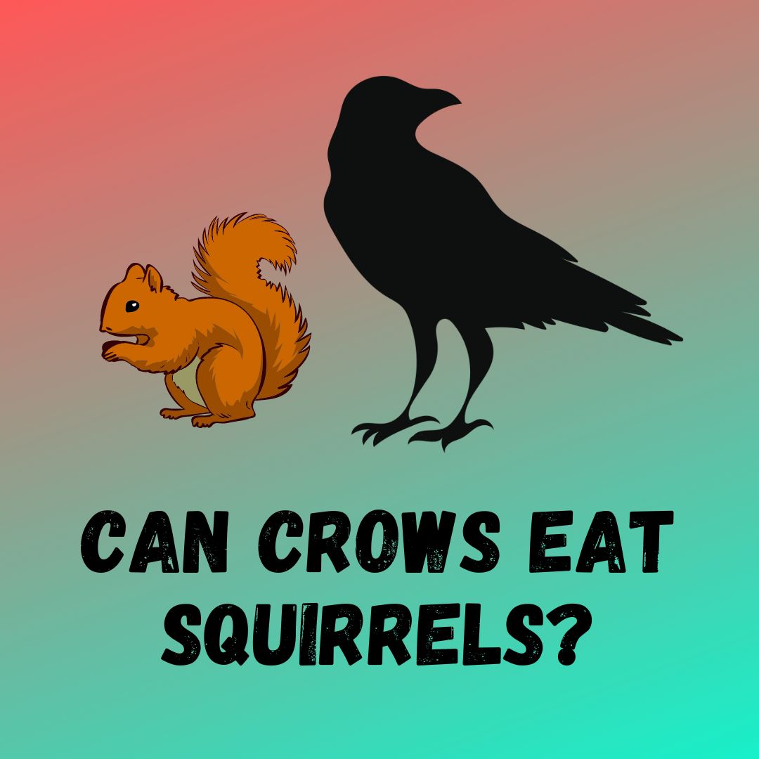 Do Crows Eat Squirrels?