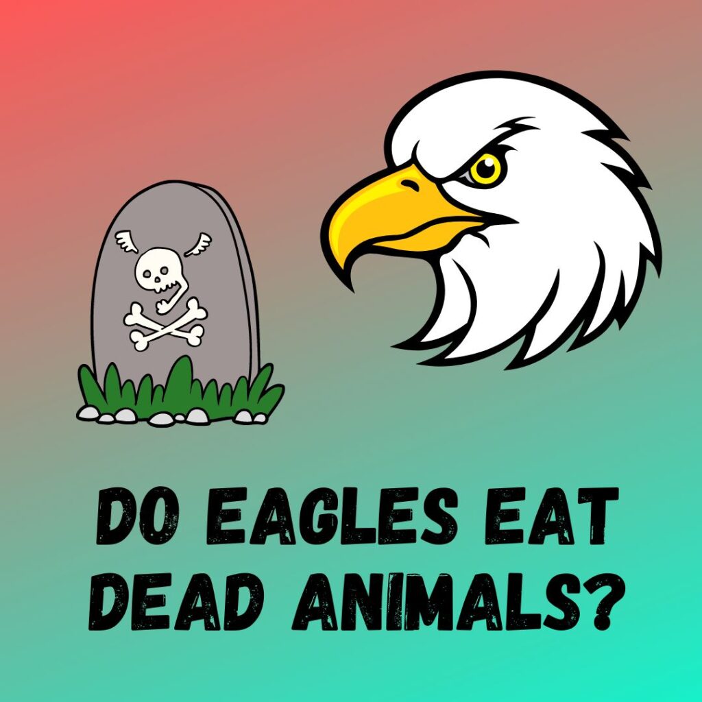 Do Eagles Eat Dead Animals