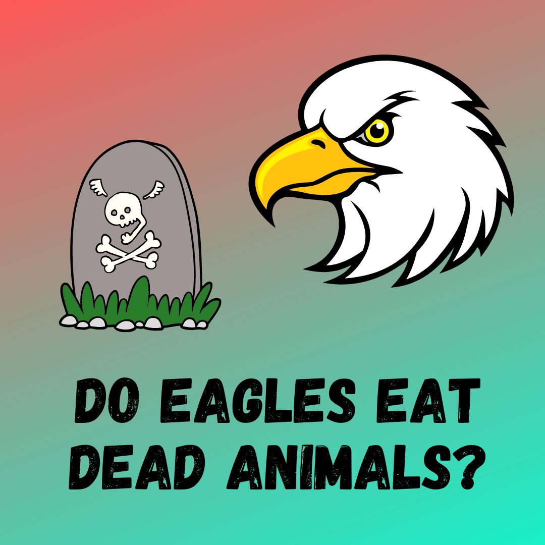 Do Eagles Eat Dead Animals?
